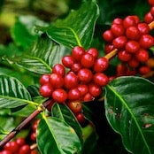 Grin Green coffee　10杯分 (自然栽培・農薬,化学肥料不使用)